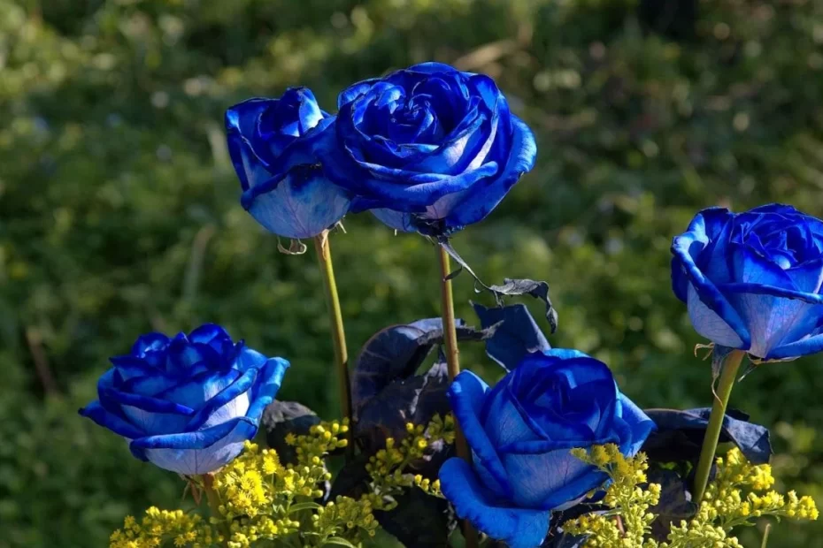 como cuidar de rosas azuis