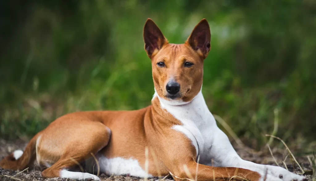 Melhores Raças de Cachorro