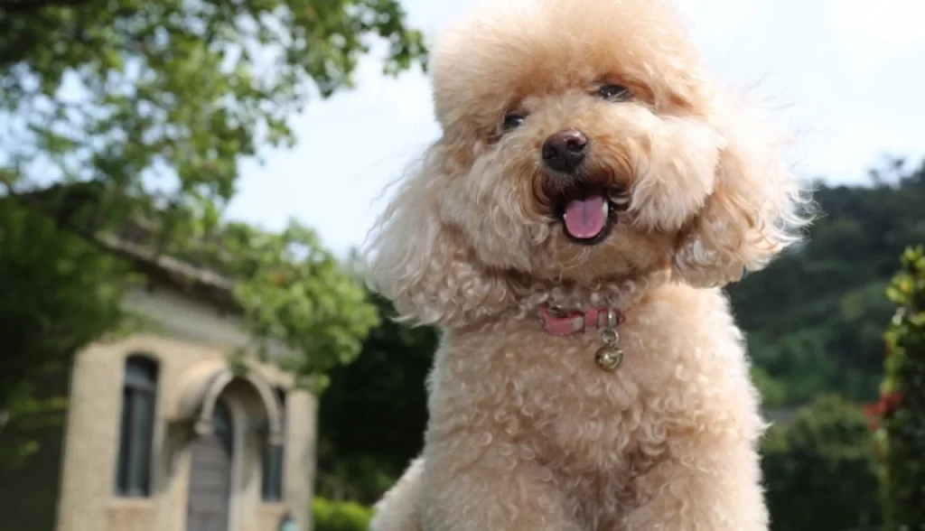 Melhores Raças de Cachorro