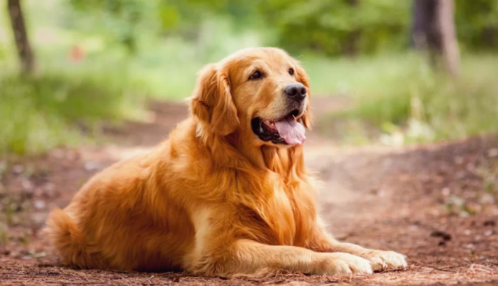 Melhores Raças de Cachorro