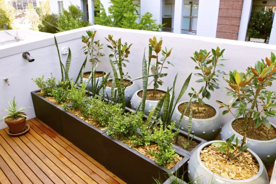 plantas para varanda