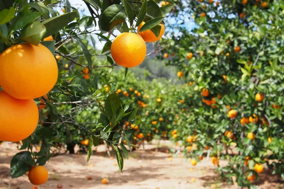 como cultivar pé de laranja