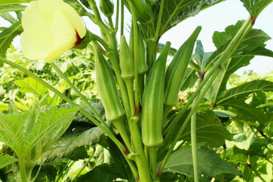 cultivar-quiabo