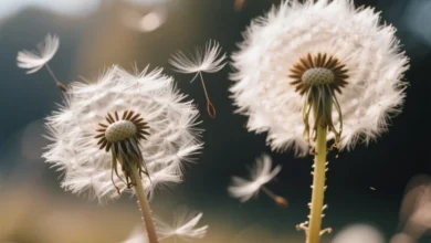 Aprenda a plantar e cuidar de dente de leão + 5 benefícios para a saúde